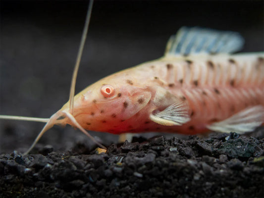 Albino Spotted Hoplo catfish