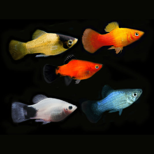 Assorted Platys