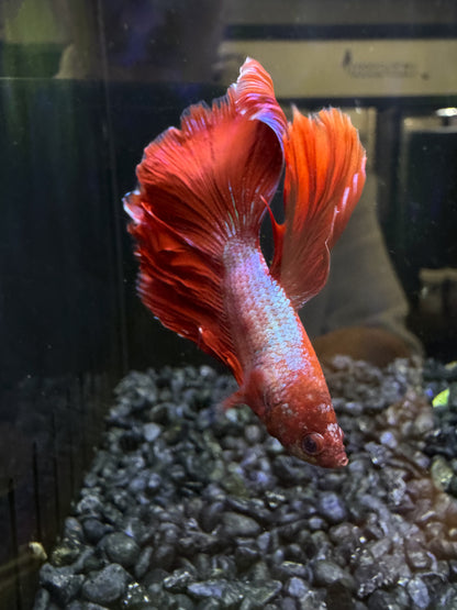 Halfmoon Male Betta (Red,Pink,Purple)