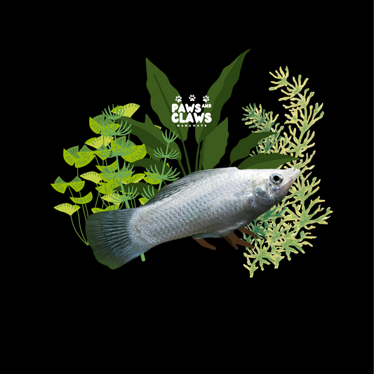 locally Bred Silver Molly (2-3cm)