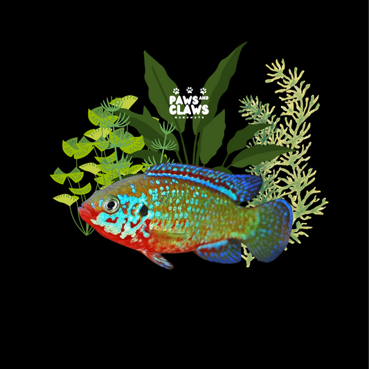 Locally Bred Jewel Cichlid  (5-6cm)