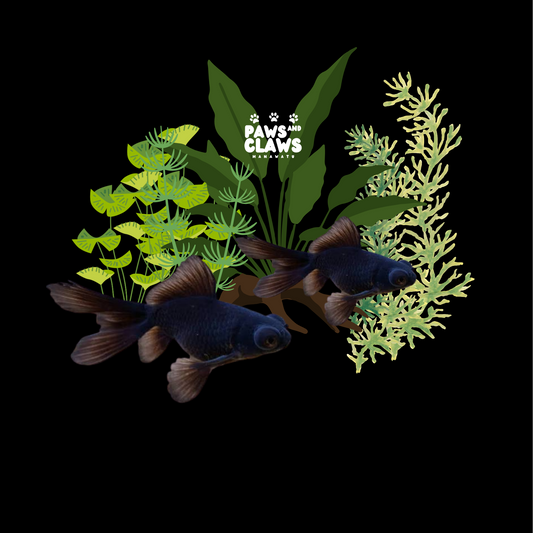 Locally Bred BlackMoore GoldFish (Small)