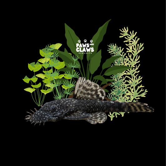 Locally Bred Bristlenose Pleco 3-6cm