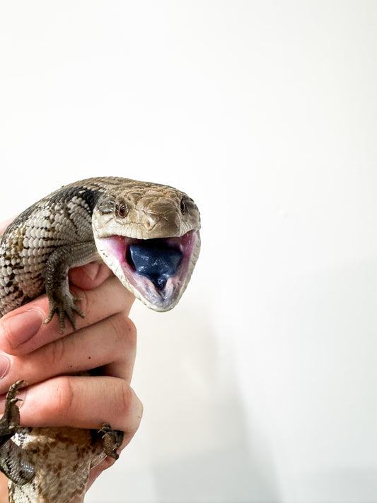 Blue Tounge Skinks
