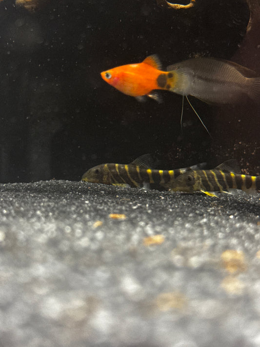 Bengal Loach