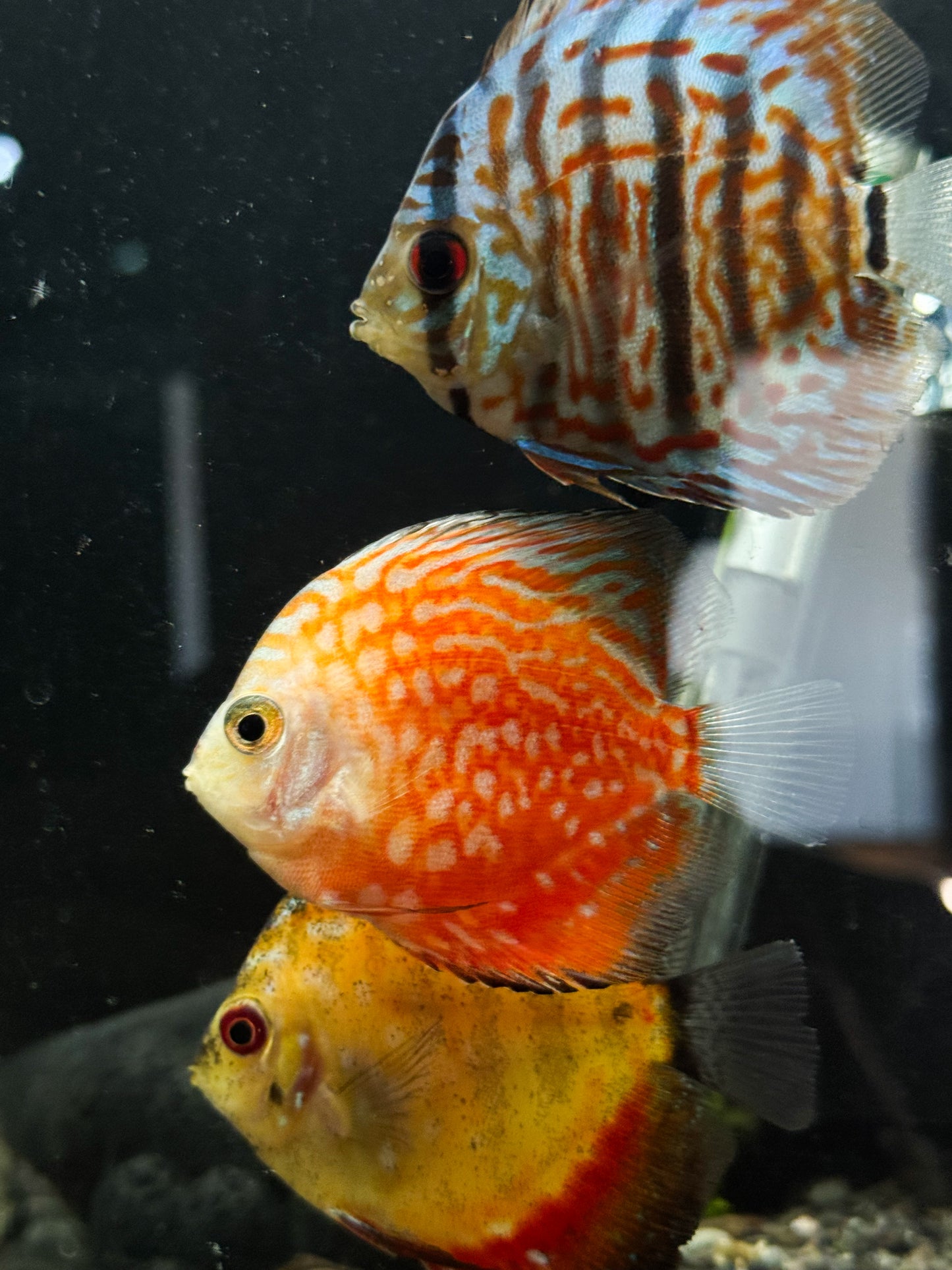 Discus (Medium)