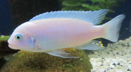 Albino Colbalt Zebra Cichlid