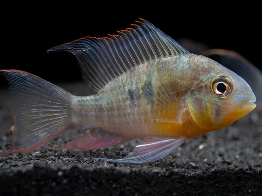 Bolivian Butterfly Ram