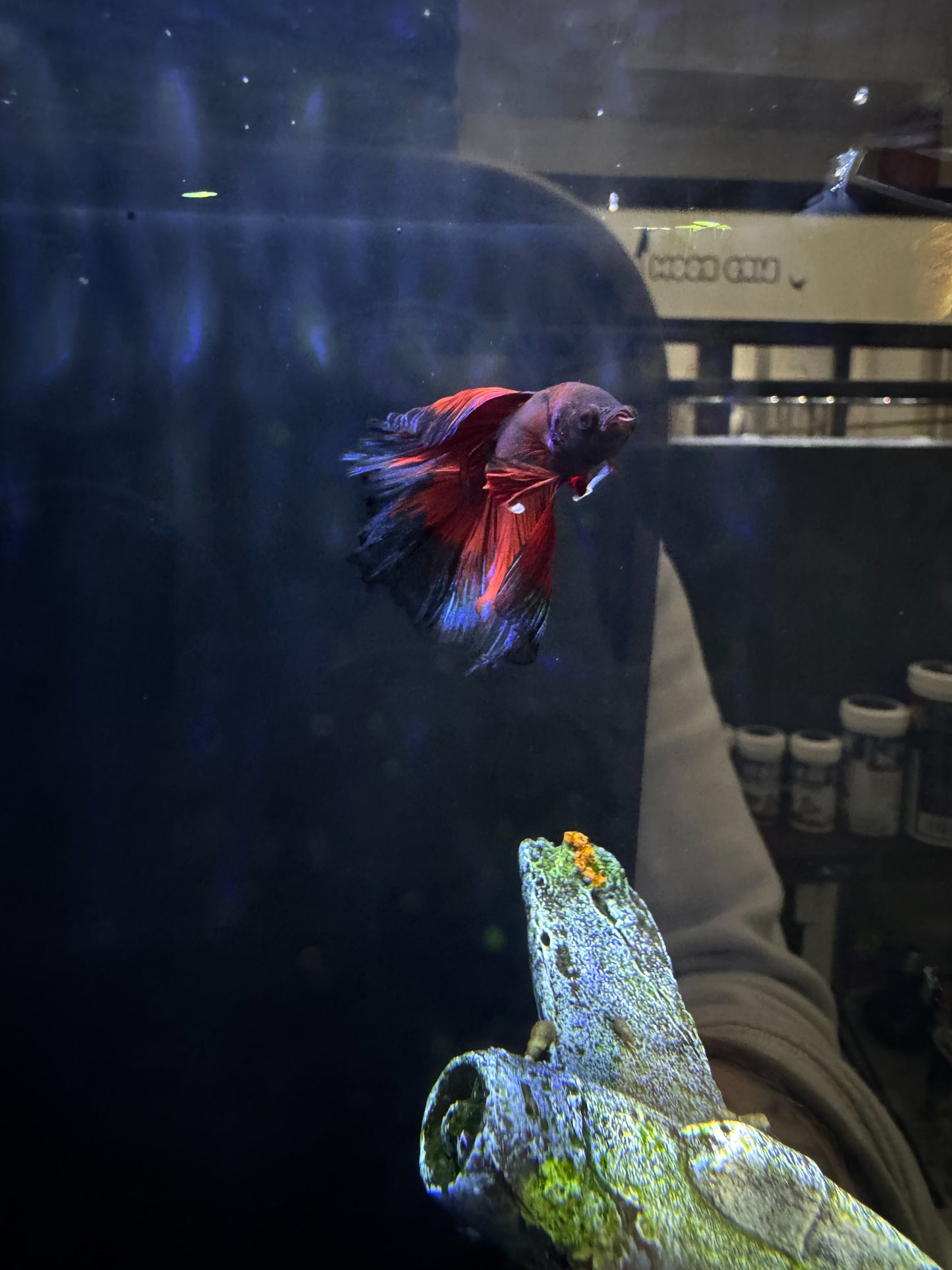 Halfmoon Male Betta (red,Black)