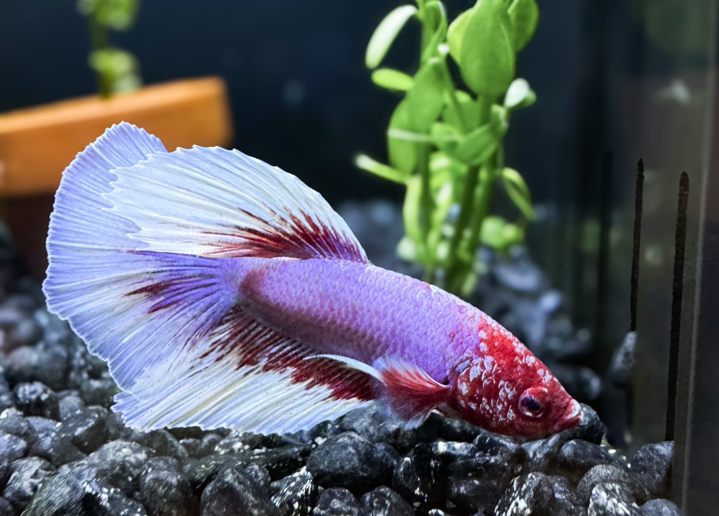 Halfmoon Male Betta - Lavender & White