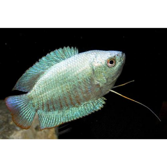 Dwarf Gourami Cobalt Blue Male