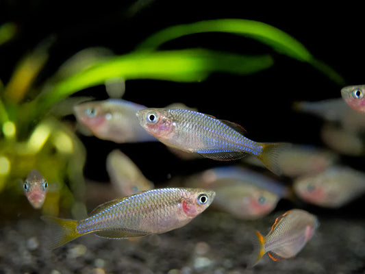 Neon Dwarf Rainbow