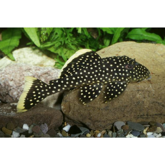 Gold Nugget Pleco