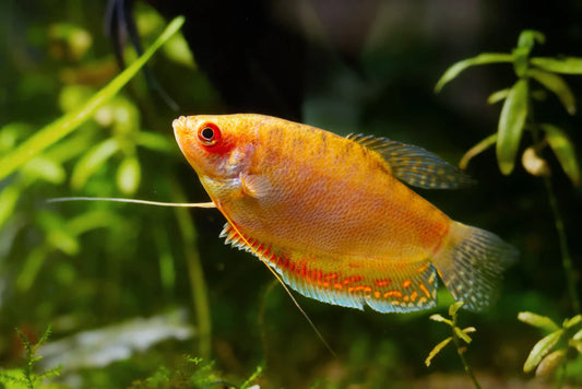 Gold Gourami