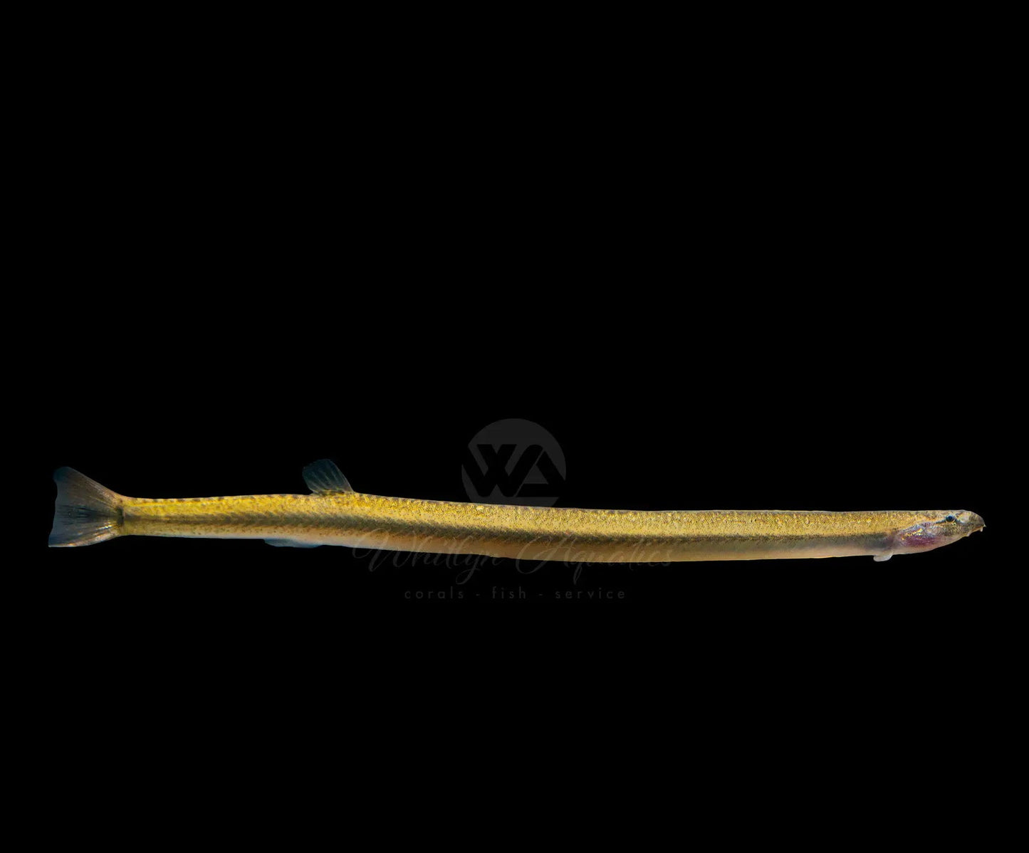 Golden Kuhli Loach