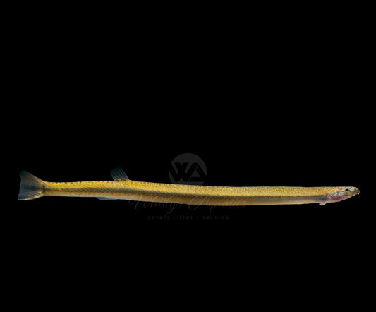 Golden Kuhli Loach