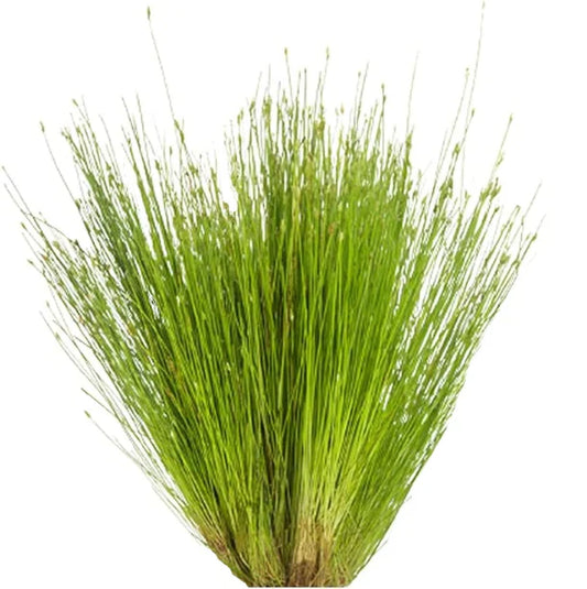 Hair Grass - Potted
