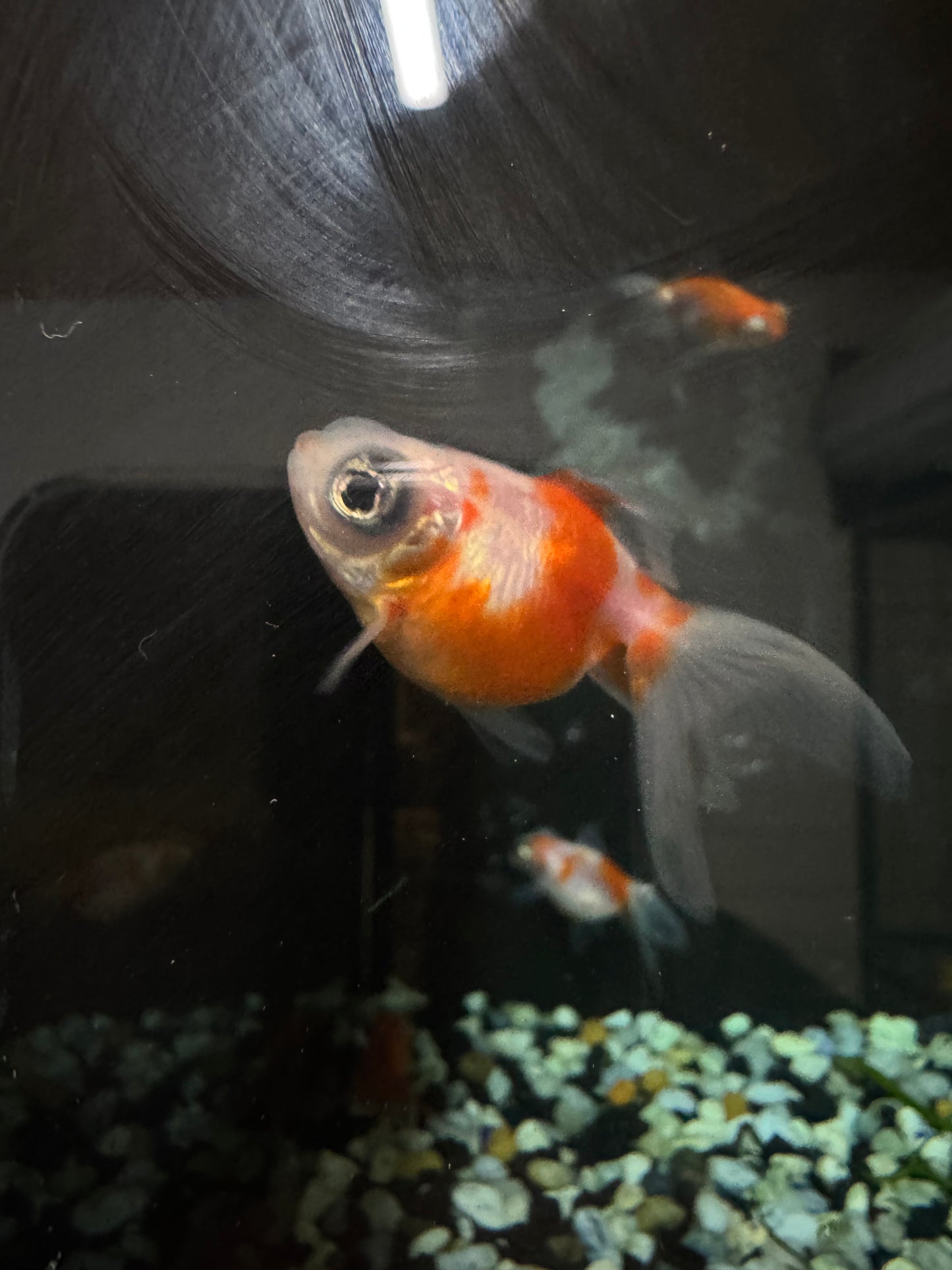 Globe Eye Goldfish