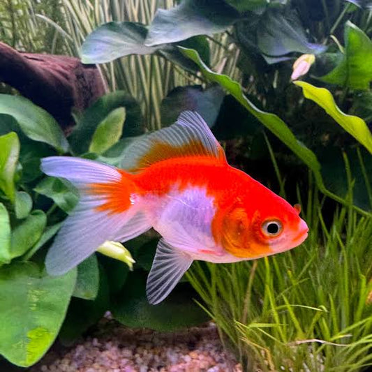 Fantail Goldfish (Small)