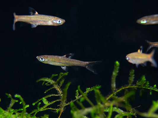 Emerald Eye Rasbora