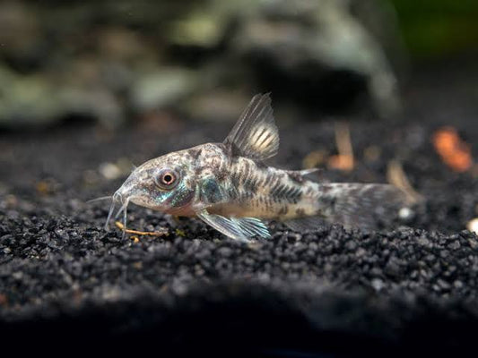 Peppered Corydoras