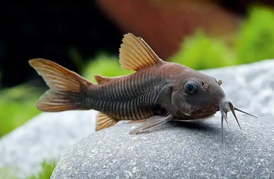 Black schitzi Corydoras