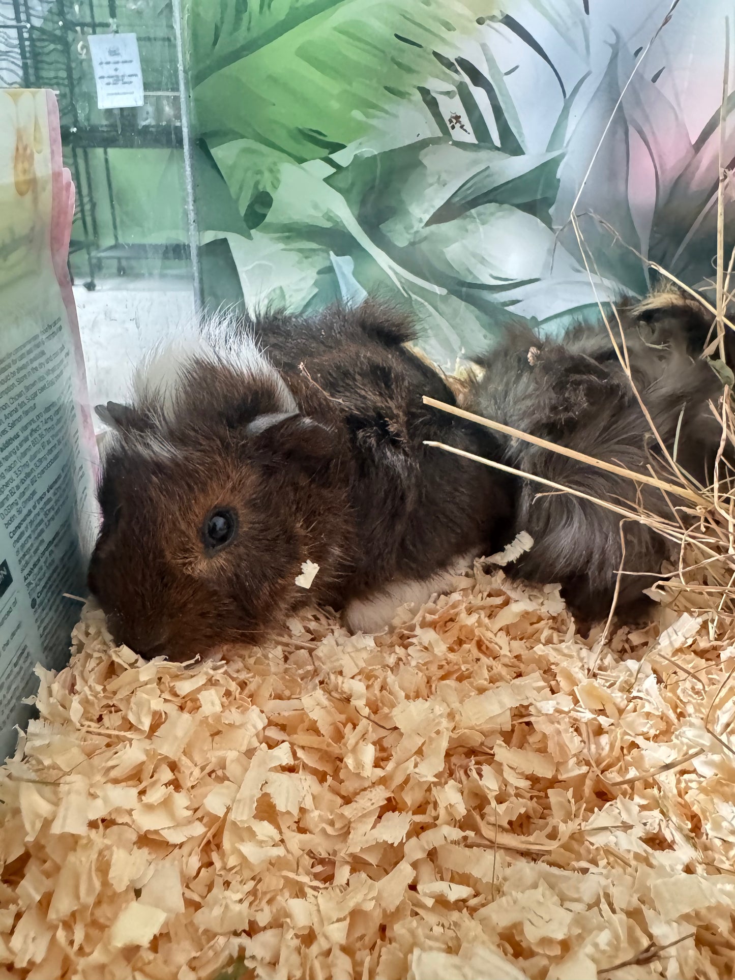 Female Young Guinea Pigs