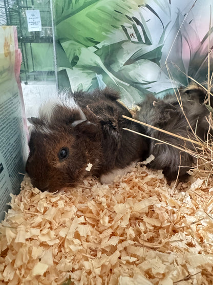 Female Young Guinea Pigs