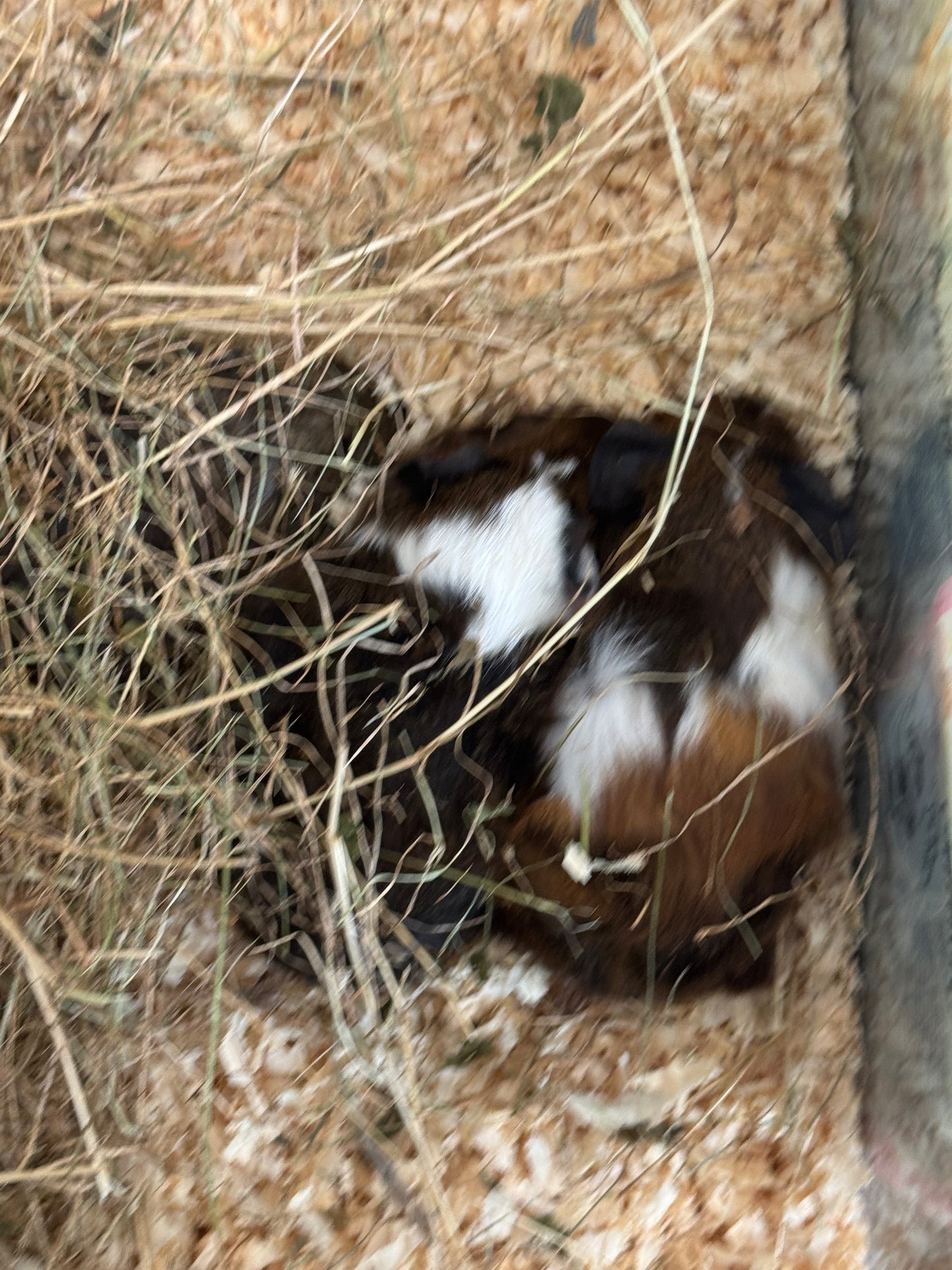 Female Young Guinea Pigs
