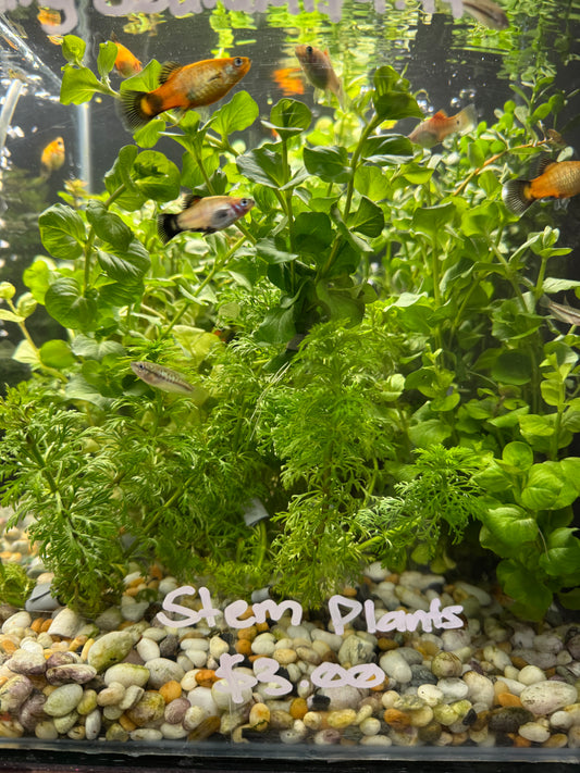 Assorted Stem aquatic Plants