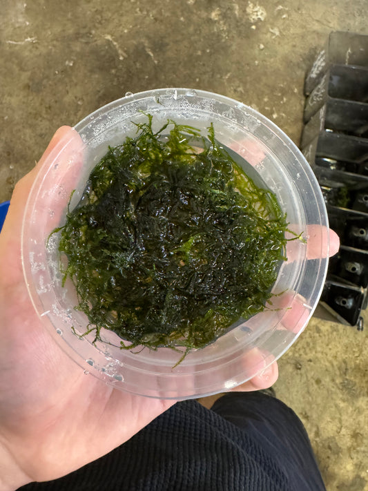 Java moss