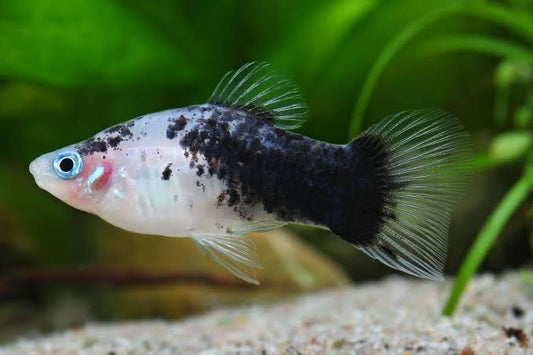 Panda Platys