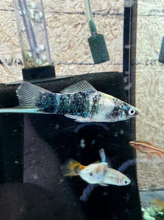 Marble Sword Tails