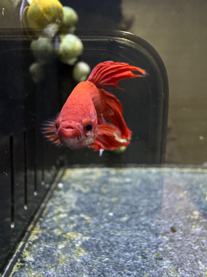 Male Betta