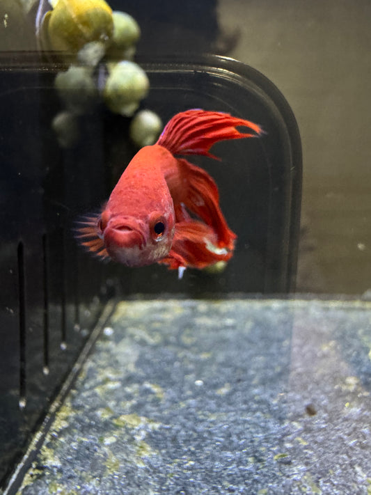 Male Betta