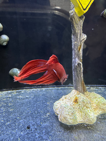 Male Betta