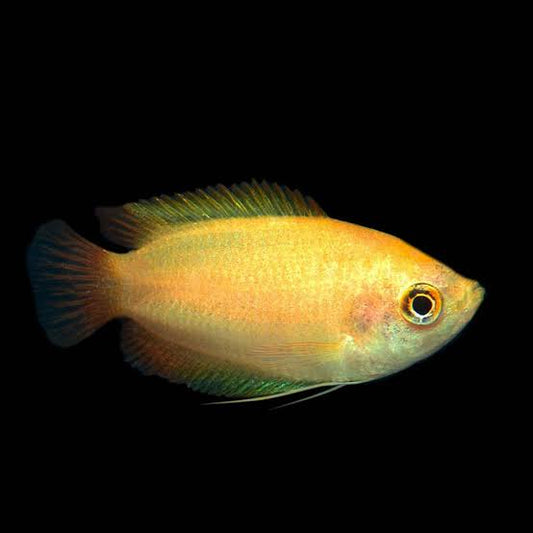 Gold Honey Dwarf Gourami