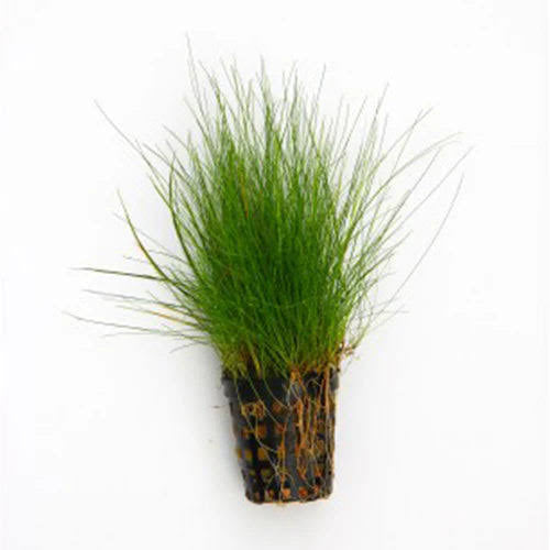 Hair Grass
