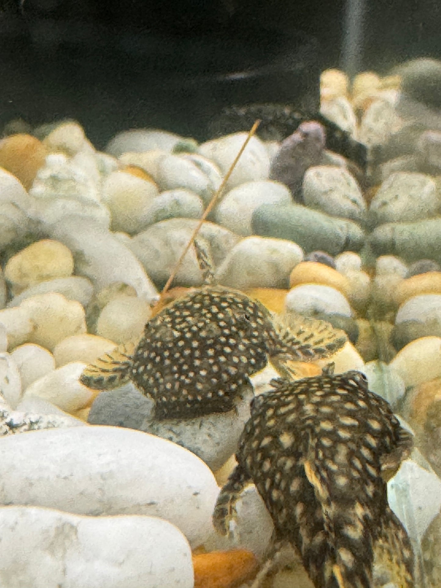 Bristlenose Pleco Small - Medium