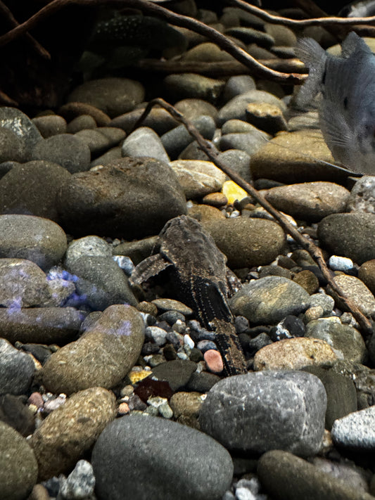 Banjo Catfish (Two Colour)