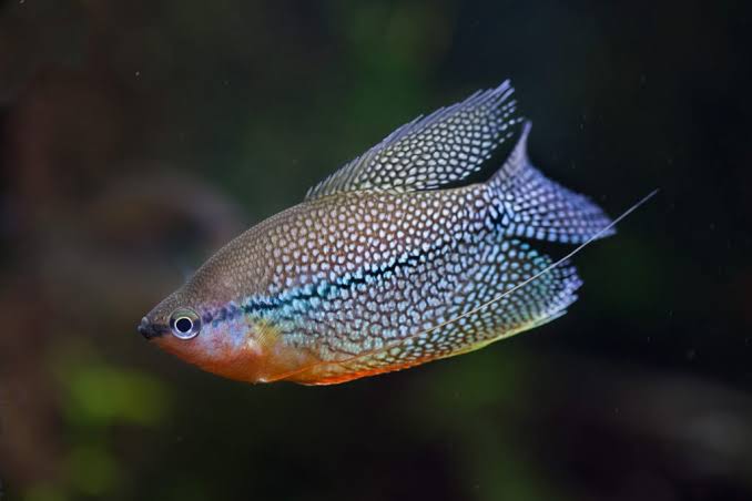 Pearl Gouramis