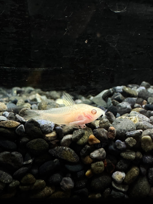Albino Pygmy Corydoras