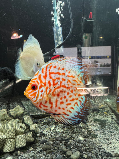 Discus (Large)