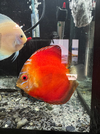 Discus (Large)