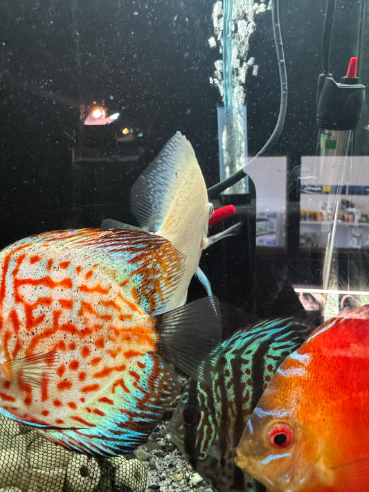 Discus (Large)