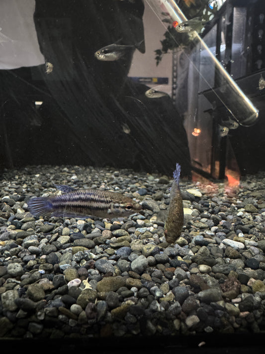 Female Betta Fish