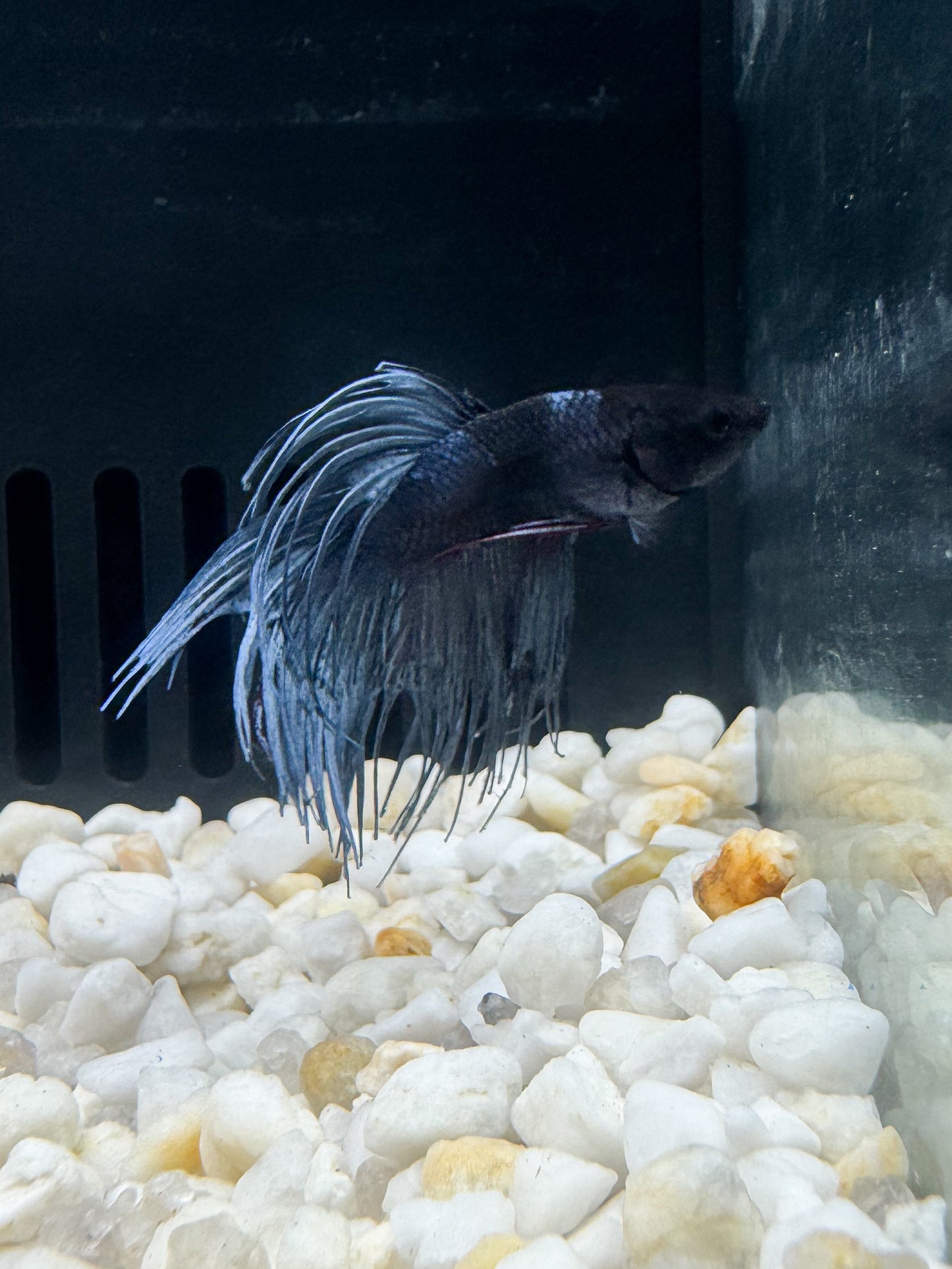 CrownTail Male Bettas