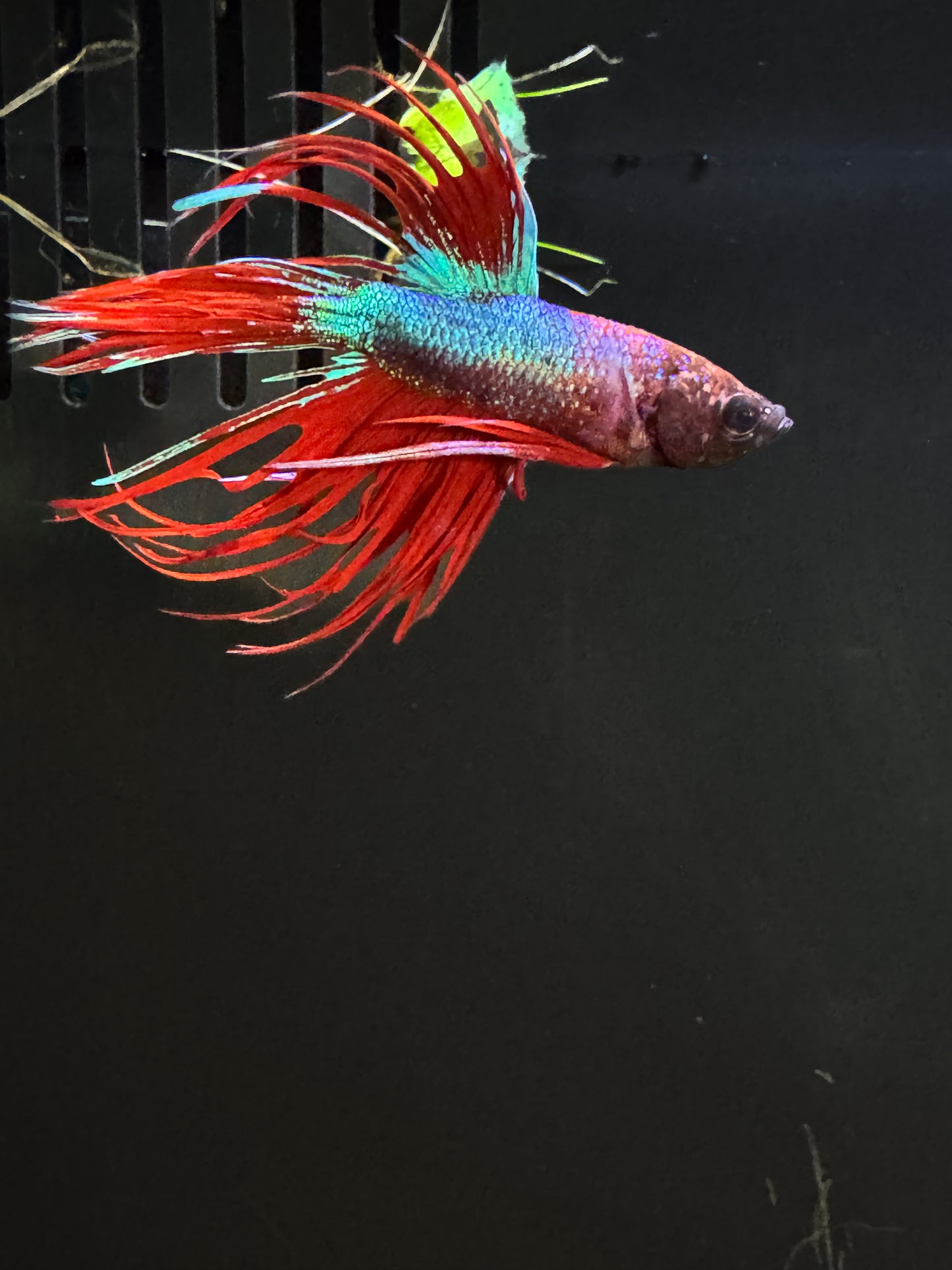 CrownTail Male Bettas
