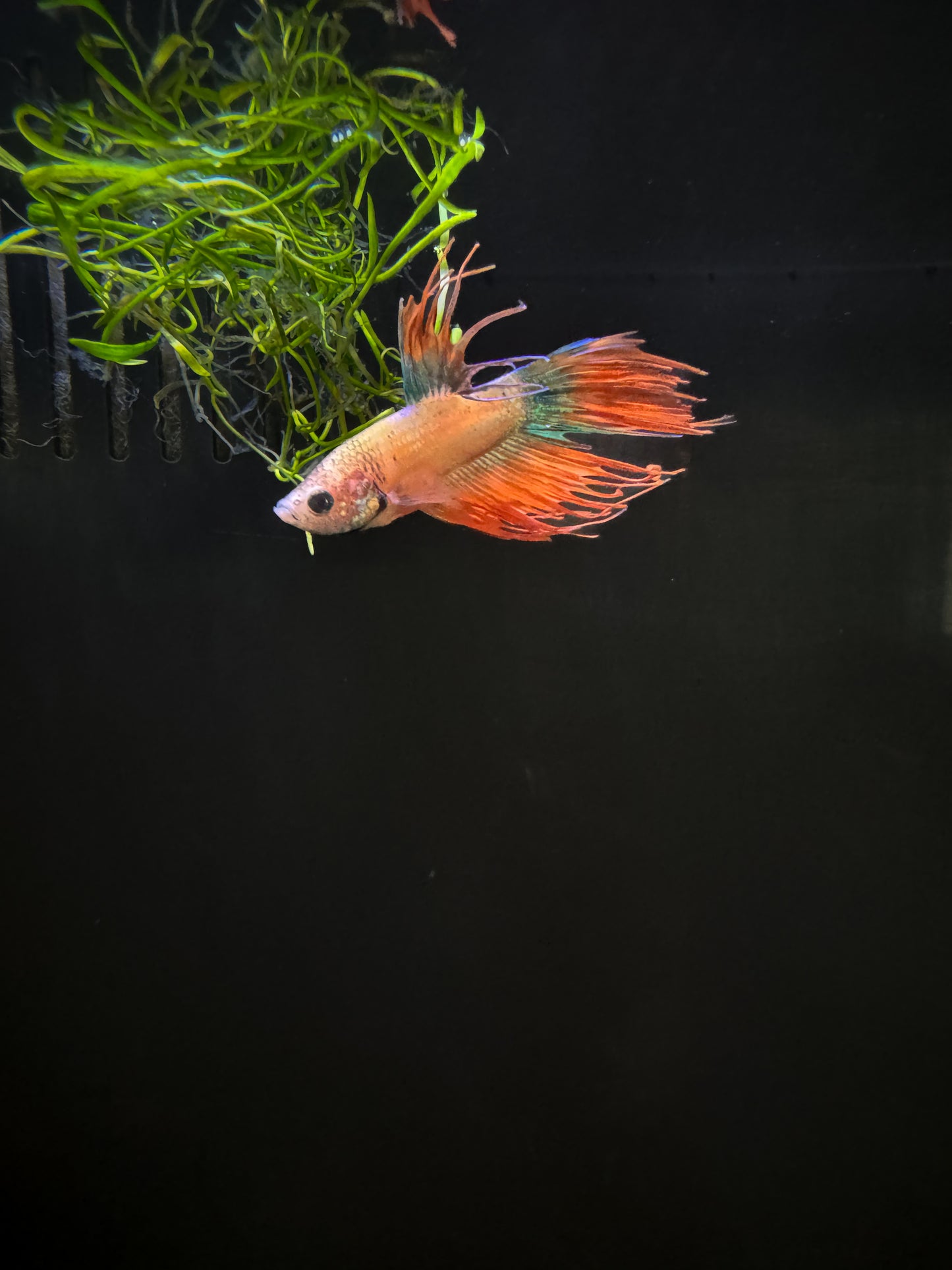 CrownTail Male Bettas