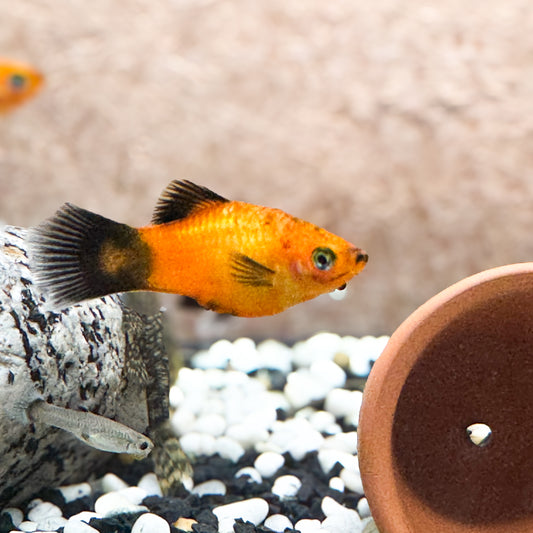 Assorted Platys